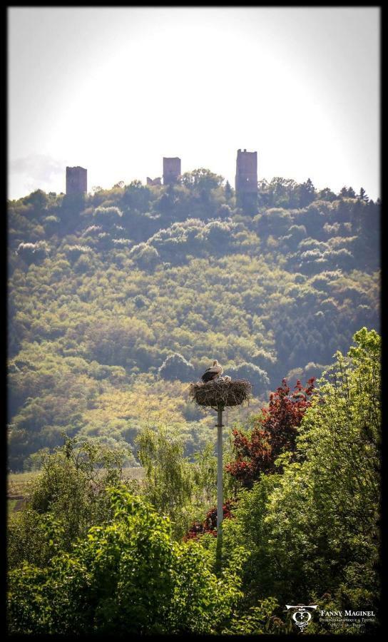 Gite Edelweiss à Eguisheim Esterno foto